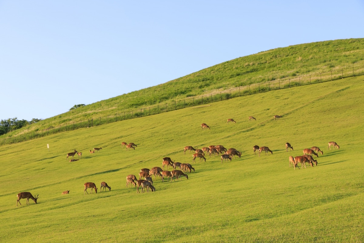 8. ภูเขาวาคาคุสะยามา, นารา (Mt.Wakakusayama, Nara)