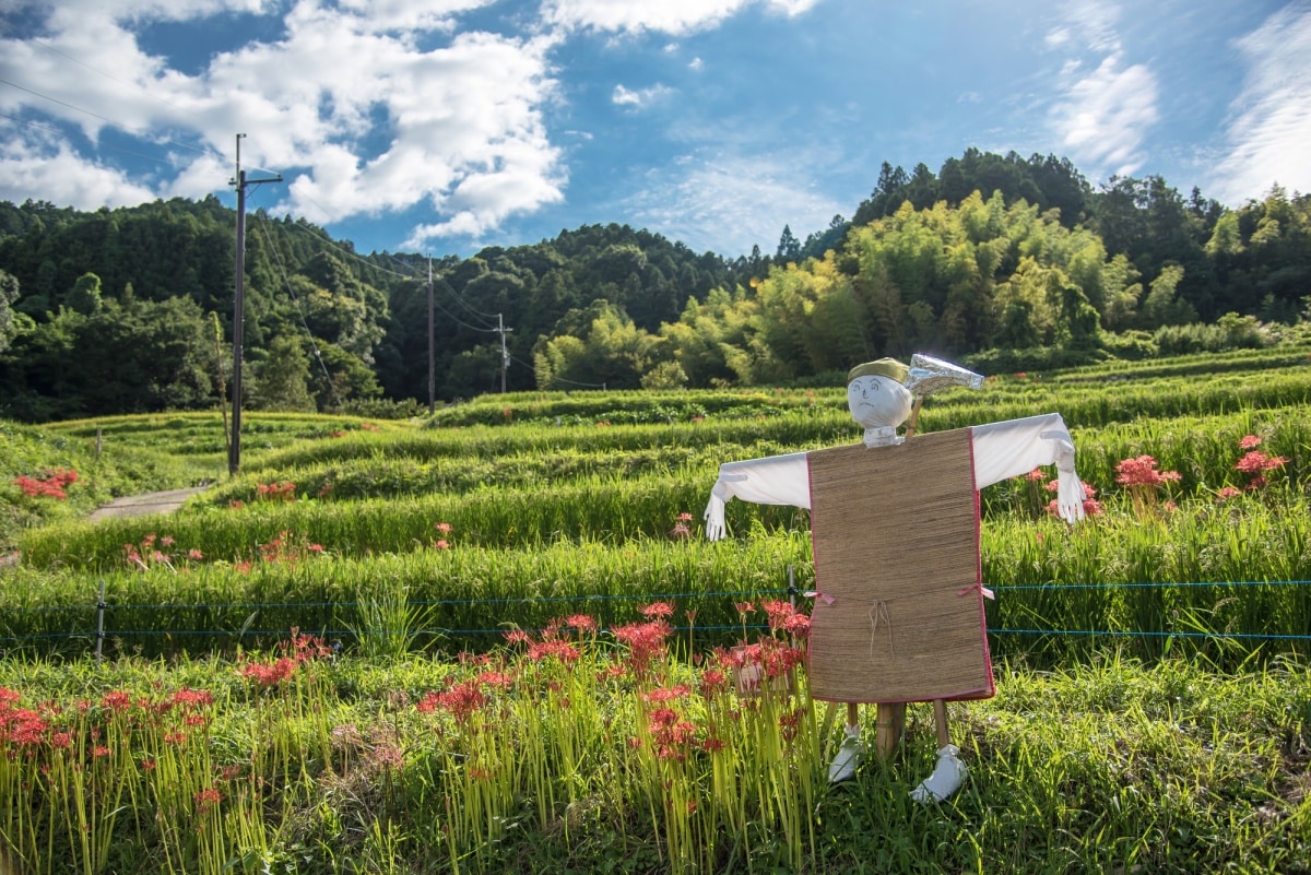 9. นาขั้นบันไดอินะบูชิ นารา (Rice Terraces of Inabuchi, Nara)