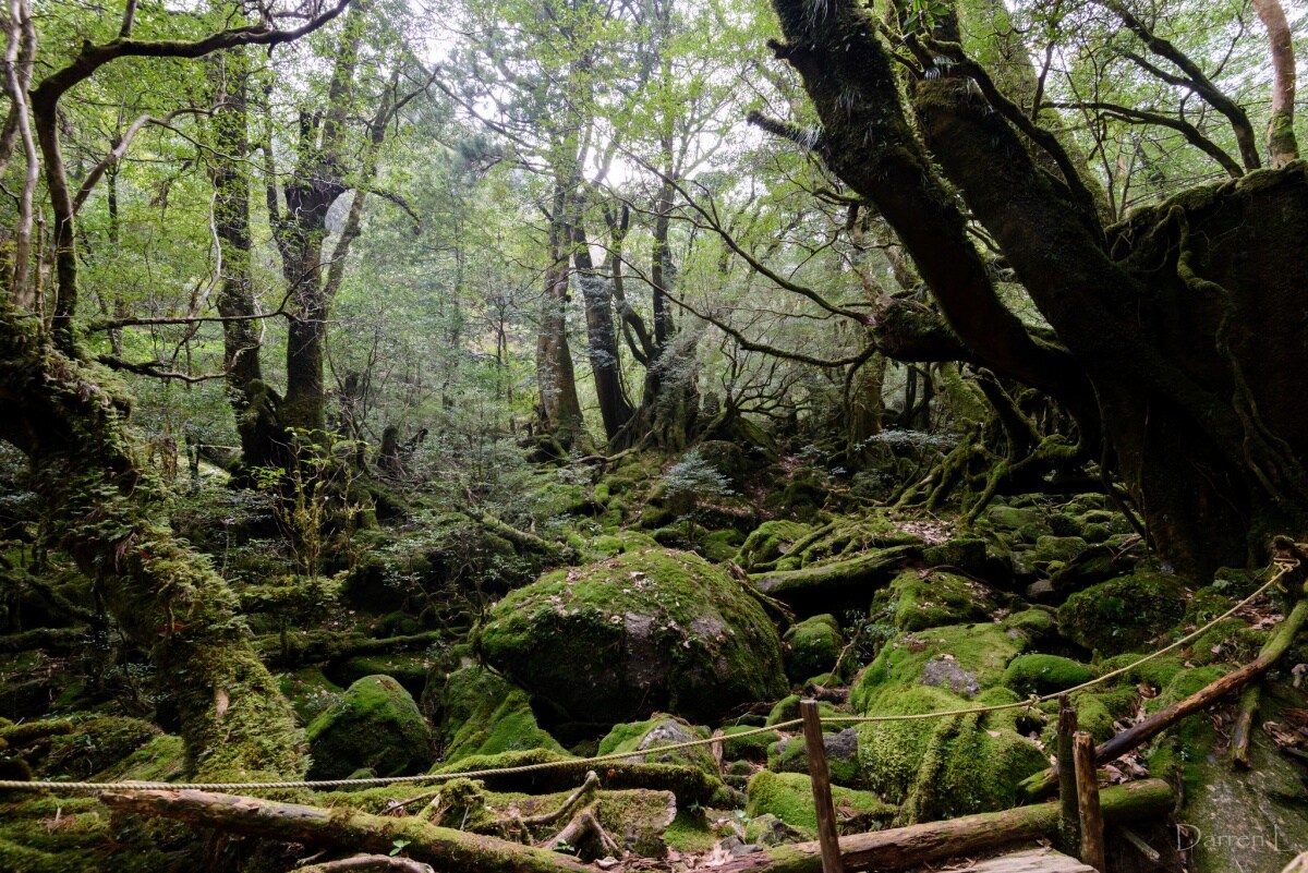 2. Yakushima ผืนป่าลึกลับจากเรื่อง Princess Mononoke (โมโนโนเกะฮิเมะ เจ้าหญิงจิตวิญญาณแห่งพงไพร)