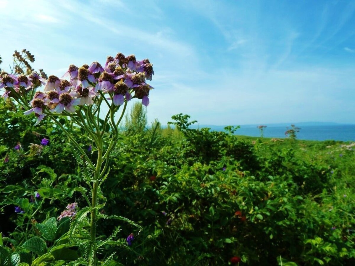 8. Koshimizu Wildflower Garden