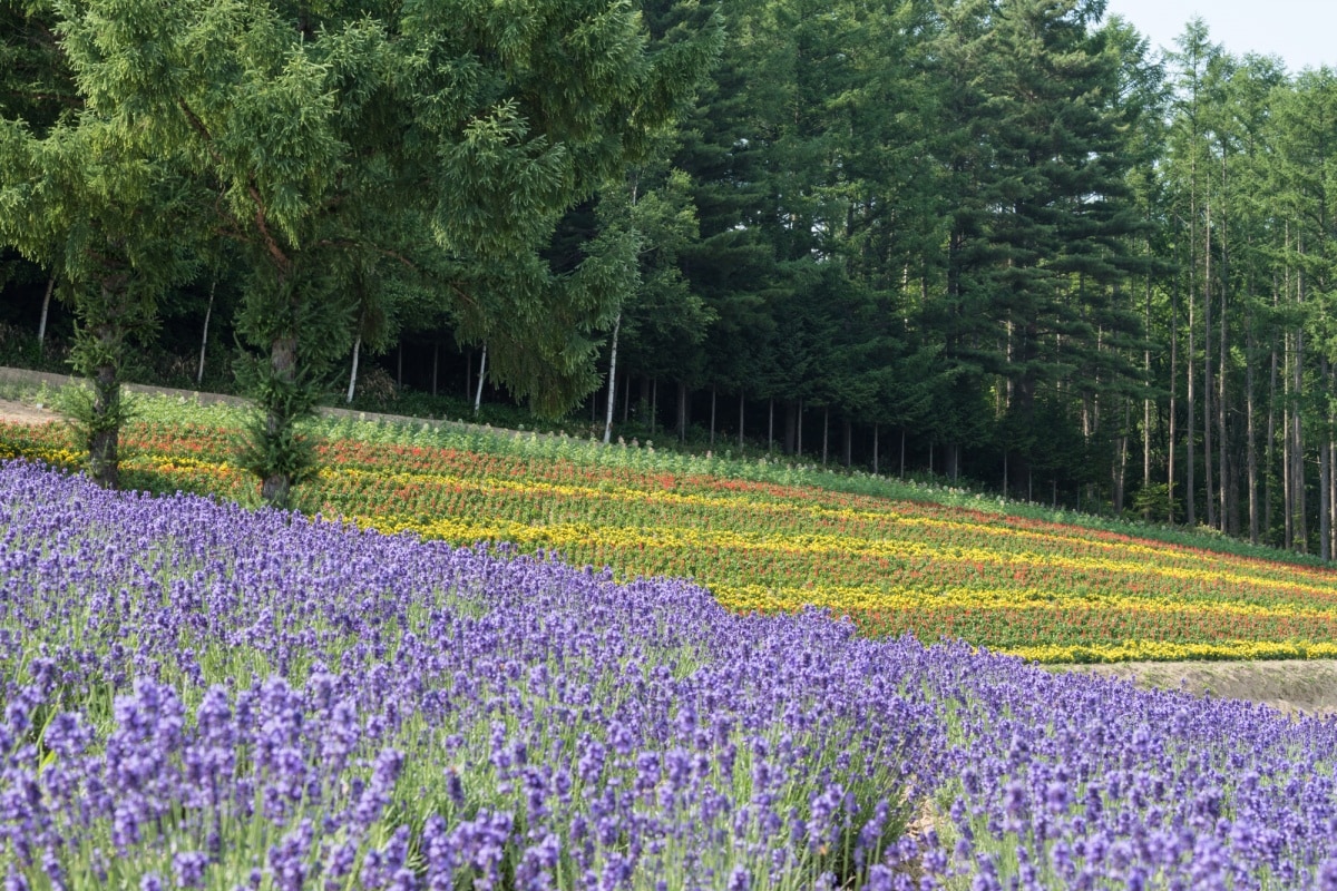 3 Saika no Sato Lavender Farm