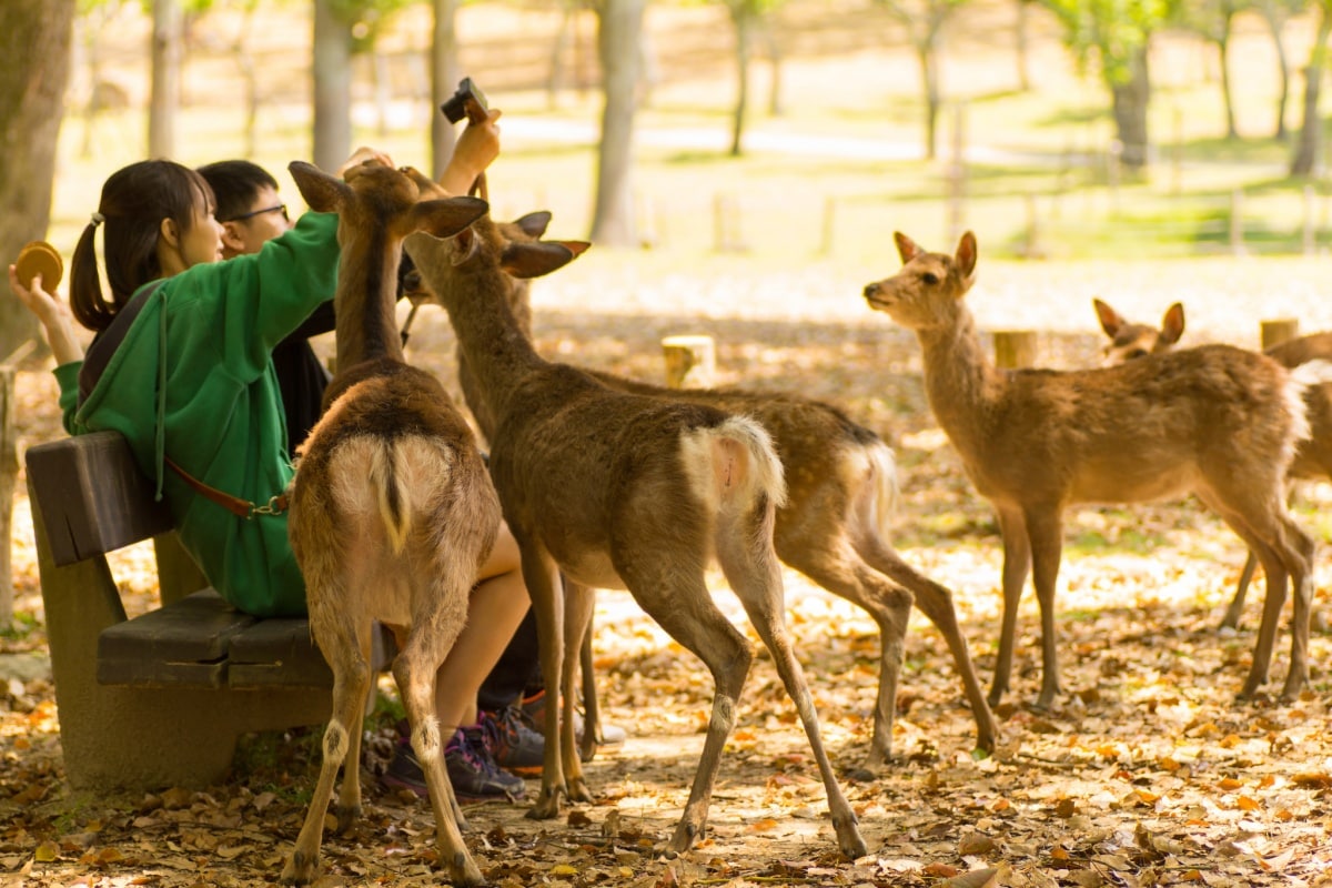 Nara (奈良)