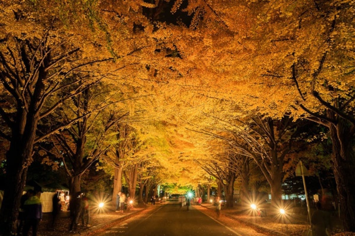 일년 내내 볼거리가 풍성한 오사카에서 즐기는 가을 풍경 | All About Japan