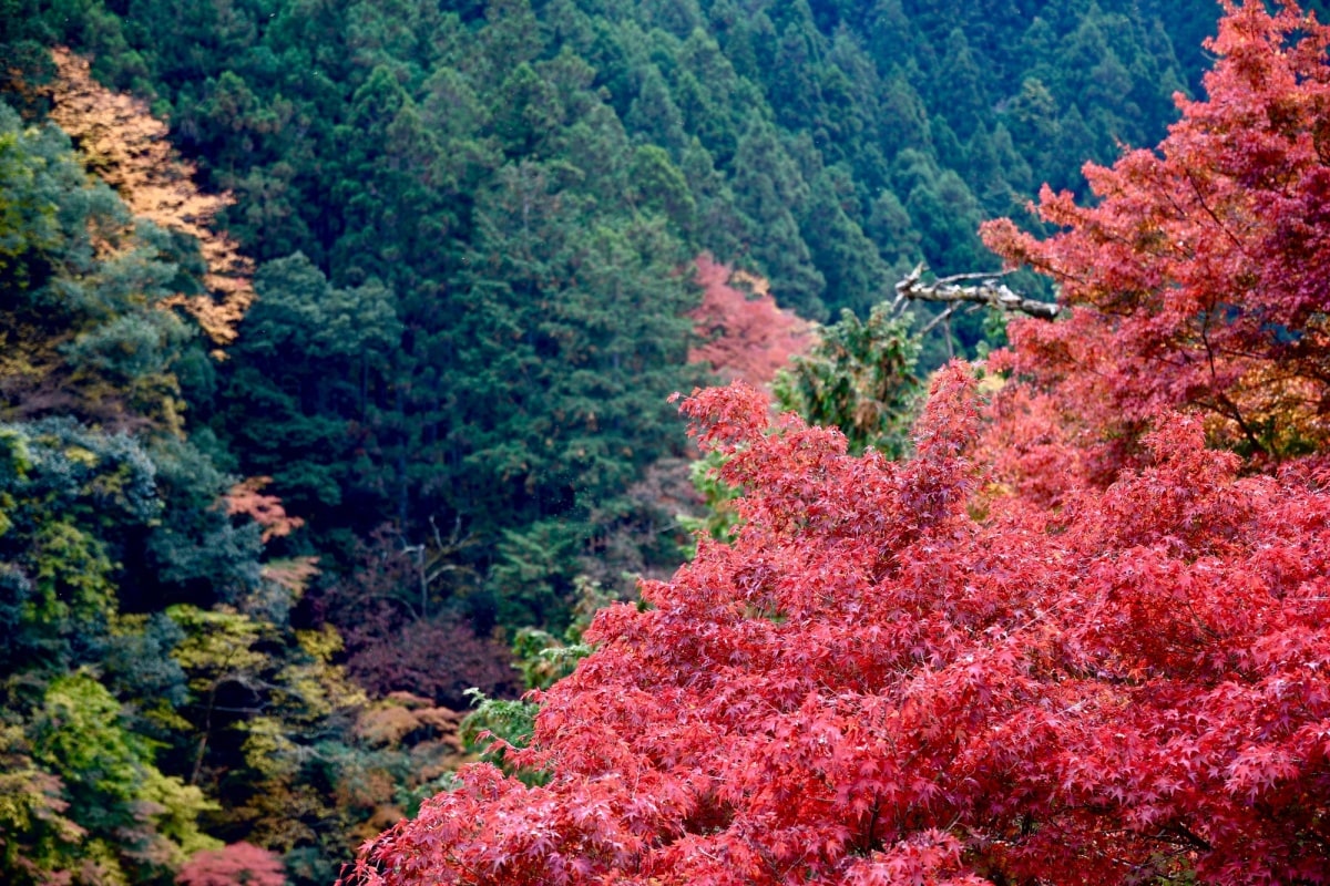 1. หุบเขาฮาโตโนสุ เมืองโอคุทามะ, โตเกียว (Hatonosu Vally Okutama-Machi, Tokyo)