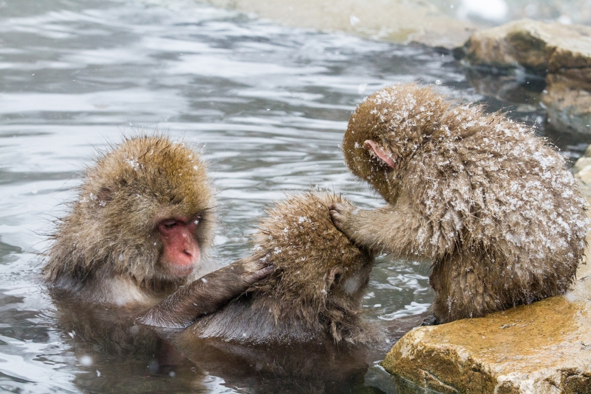 2. ลิงแช่ออนเซน จ.นากาโน่ (Jigokudani Snow Monkey Park, Nagano)