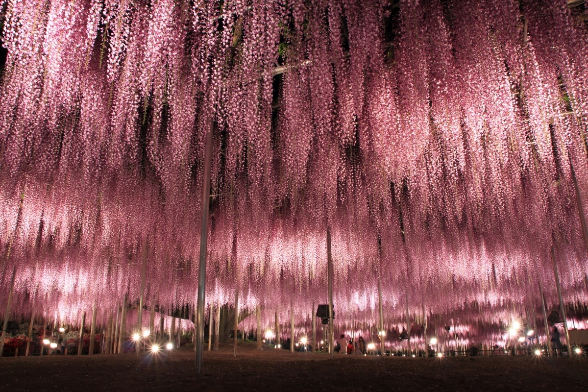 5. งานประดับไฟสวนดอกไม้ อาชิคากะฟลาวเวอร์ปาร์ค, โทชิงิ (Ashikaga Flower Park, Tochigi)