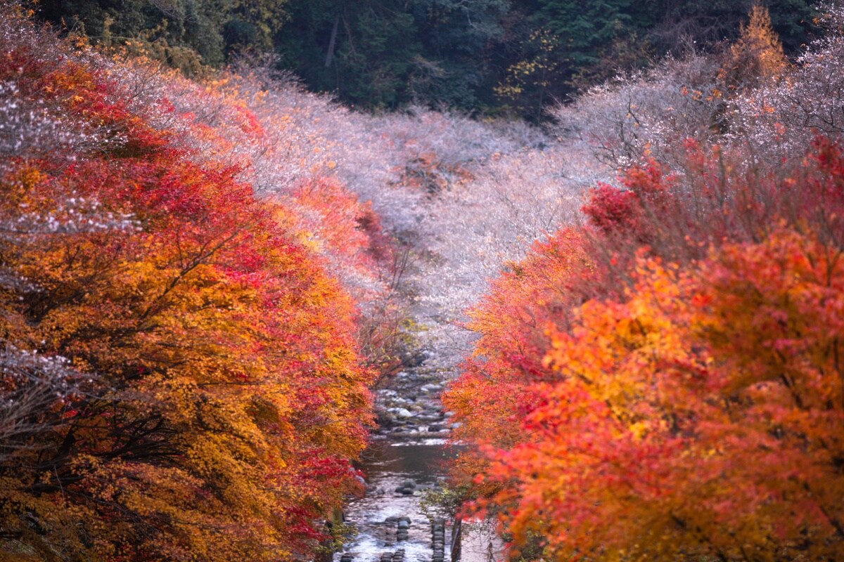 2. เมืองโอบาระ จังหวัดไอชิ  (Obara city, Aichi)