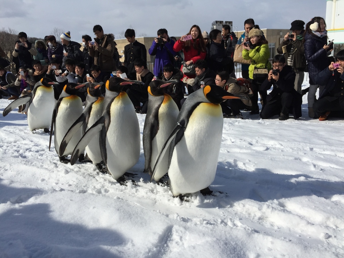 3. ดูนกเพนกวินแบบใกล้ชิดที่สวนสัตว์อาซาฮิยาม่า  (Penguin Walk at Asahiyama Zoo)