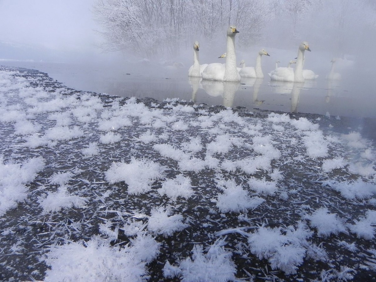 6. ชมดอกไม้หิมะที่ทะเลสาบอะคัง (Frost Flower at Lake Akan)