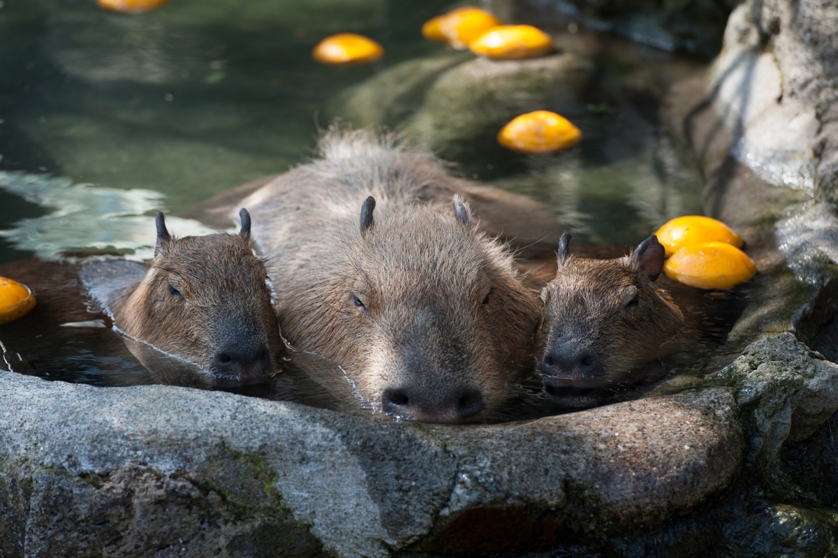 5. อิซุ ชาโบเตน พาร์ค จ.ชิซึโอกะ (Izu Shaboten Park, Shizuoka)