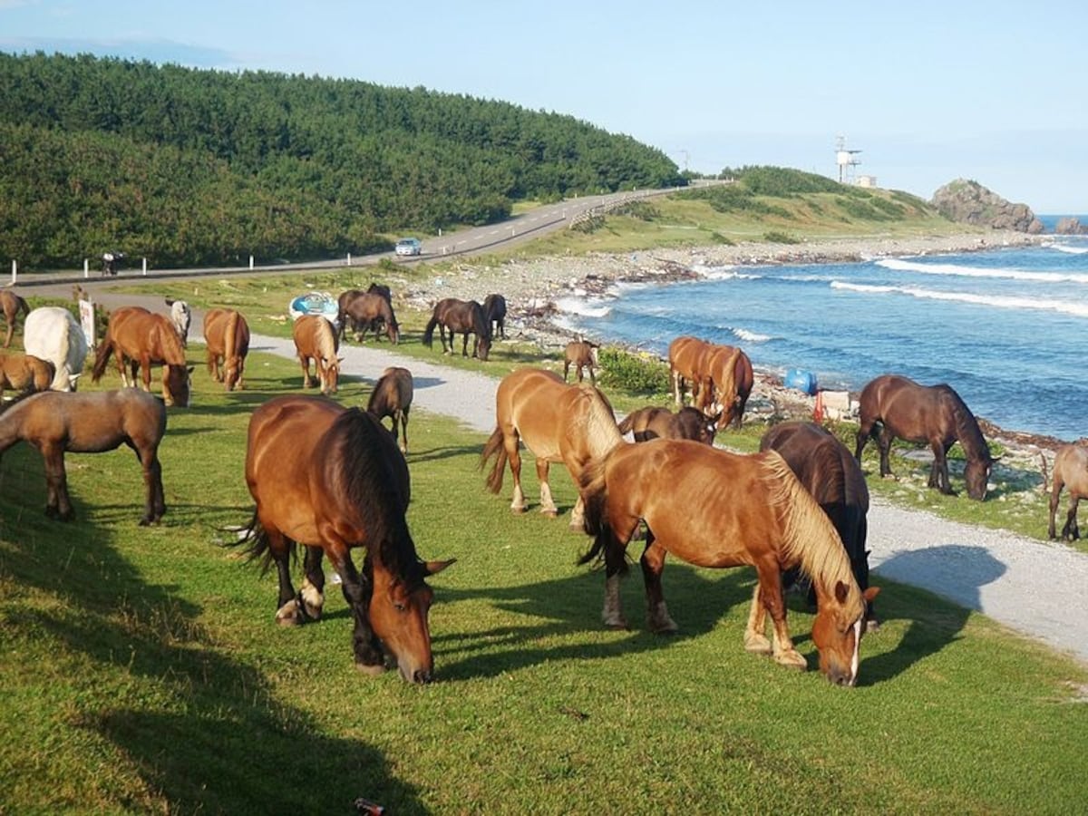 6. แหลมชิริยาซากิ จ.อาโอโมริ (Cape Shiriyazaki, Aomori)