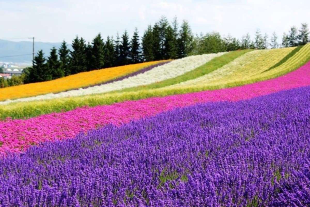 19. Farm Tomita (Furano, Hokkaido)