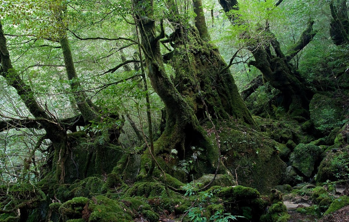 8. เกาะยาคุชิมะ  จังหวัดคาโกชิมะ (Yakushima Island, Kagoshima)