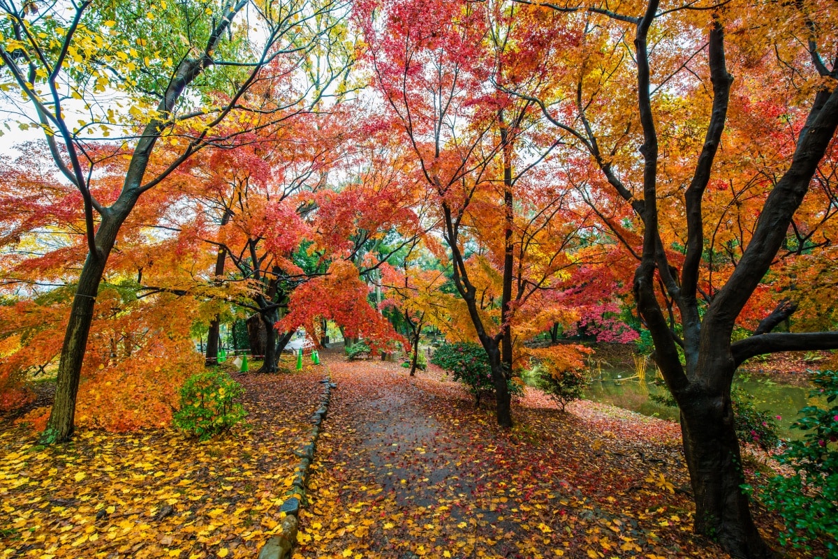 5. สวนพฤกศาสตร์เกียวโต (Kyoto Botanical Garden)