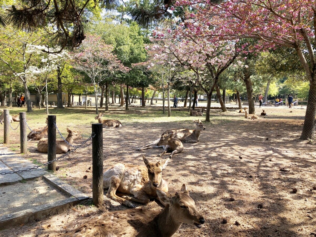 3. นารา (Nara)