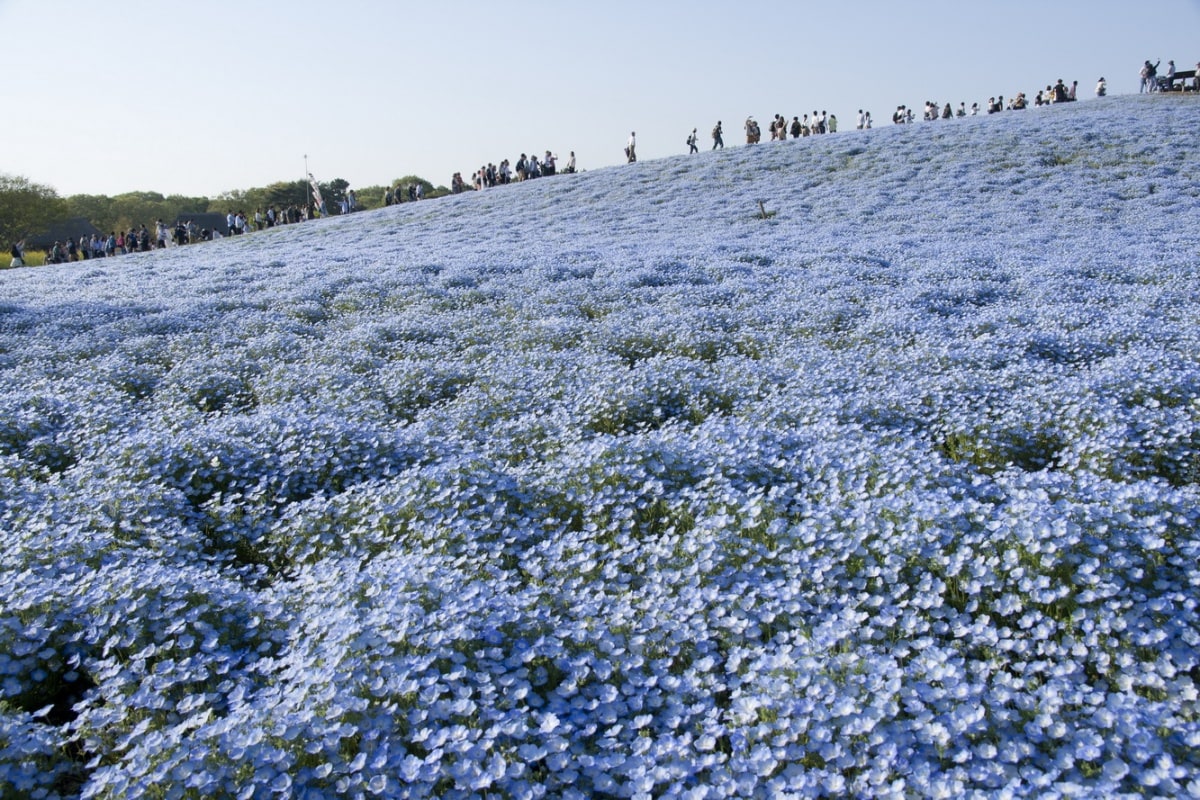 1 Hitachi Seaside Park