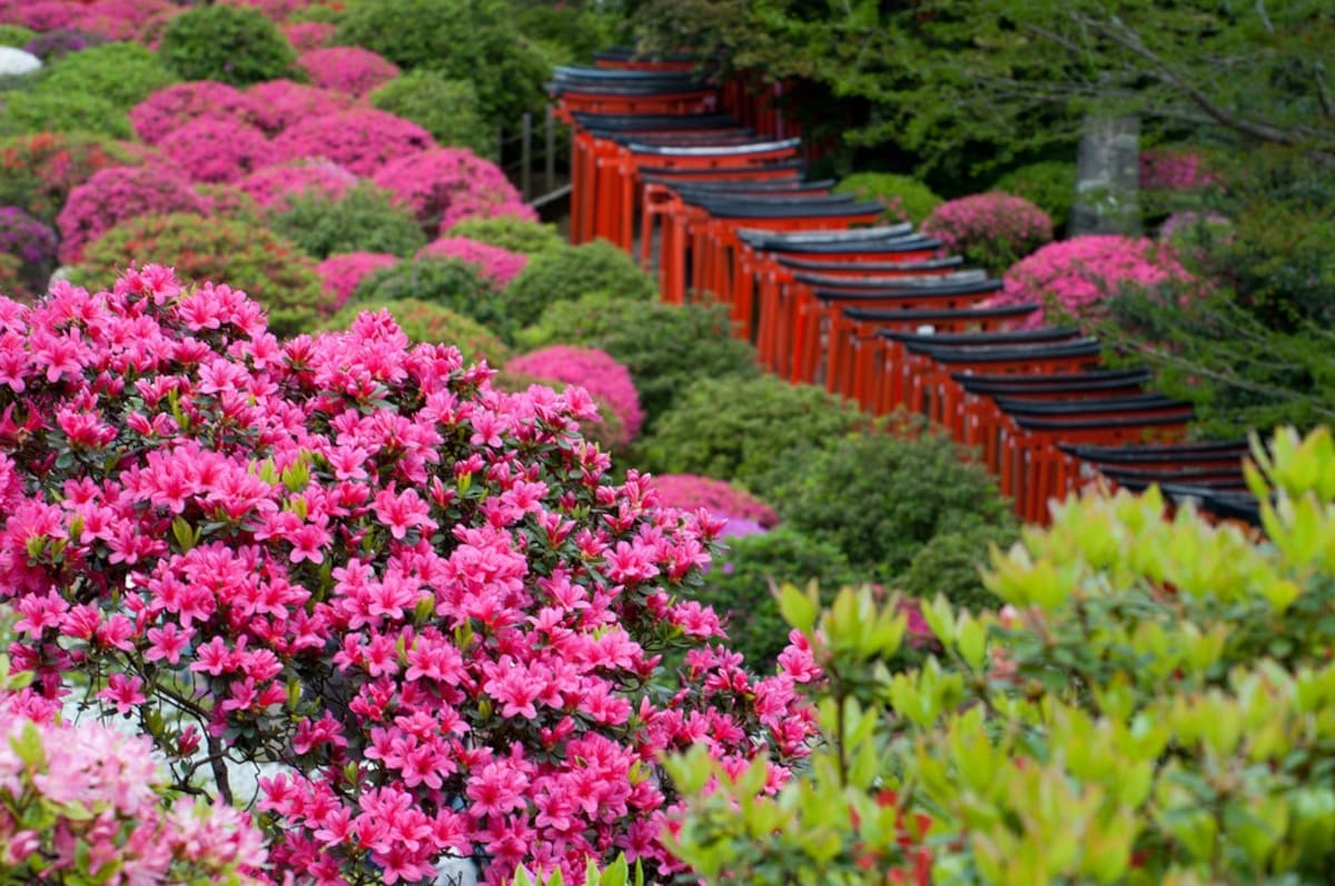 2 Nezu Shrine