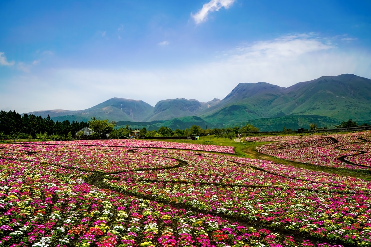 4. สวนดอกไม้คุจุ จังหวัดโออิตะ (Kuju Flower Park, Oita)