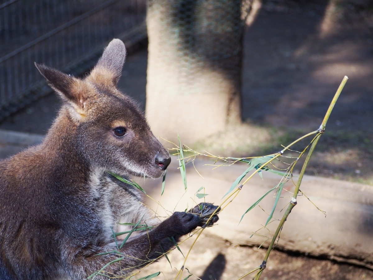 5. สวนสัตว์ Edogawa Natural Zoo