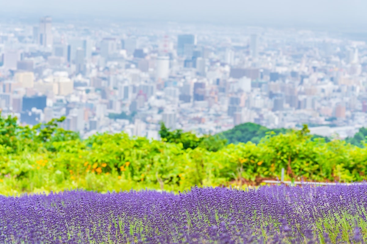 2. สวน Horomitoge Lavender ทุ่งลาเวนเดอร์พร้อมวิวเมืองซัปโปโร