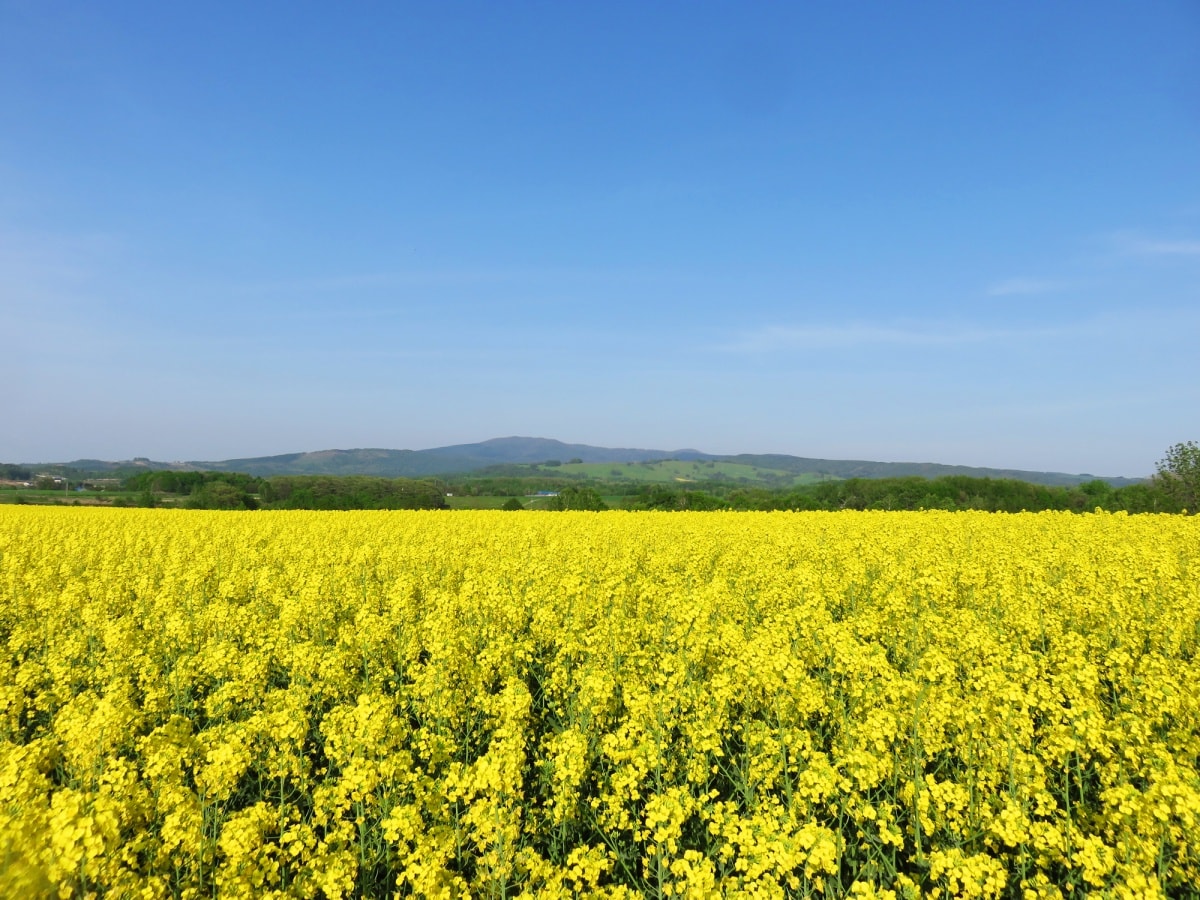 5.ทุ่งสีเหลืองทองอร่ามของดอก Nanohana ที่เมือง Takikawa