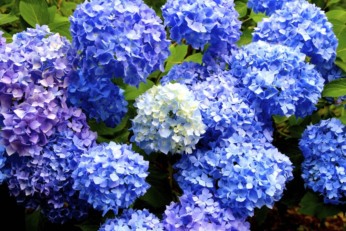 1. ดอกไฮเดรนเยีย (Hydrangea)