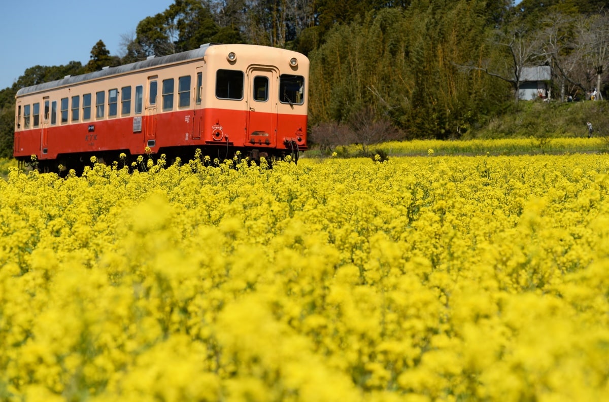 4. นาโนะฮานะ (Rapeseed)