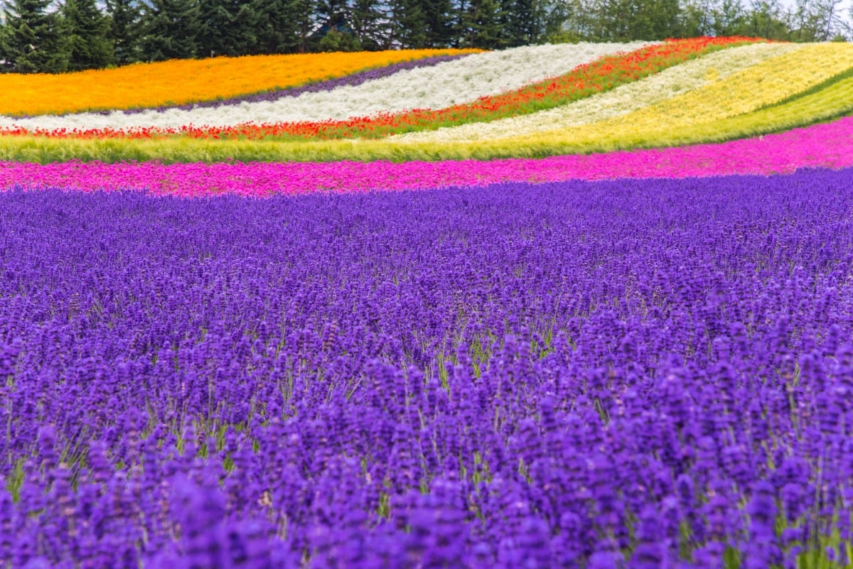 5. ดอกลาเวนเดอร์ (Lavender)