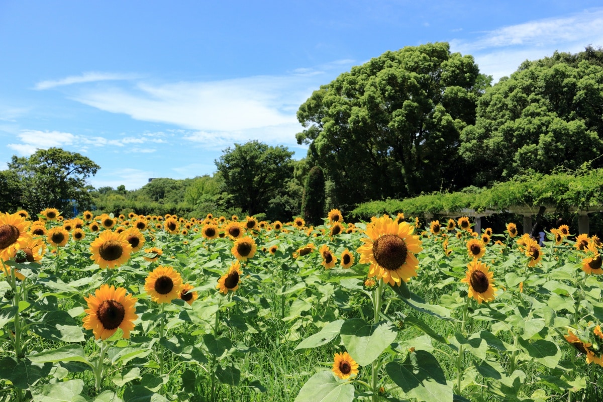 2. Nagai Botanical Garden