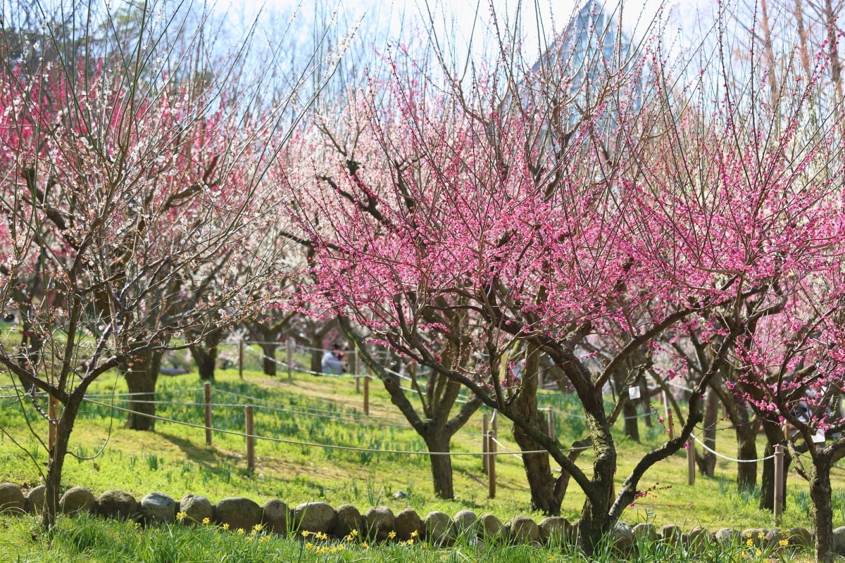 3. Osaka Prefectural Flowers Garden