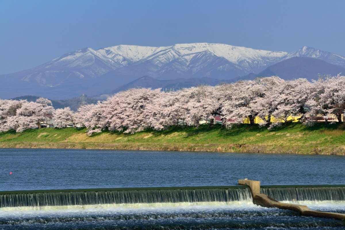 5. ฮิโตเมะ เซ็มบ้งซากุระ จังหวัดมิยางิ (Hitomesenbon Zakura, Miyagi)