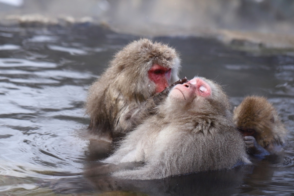 ดูลิงแช่ออนเซ็นที่ Jigokudani Monkey Park