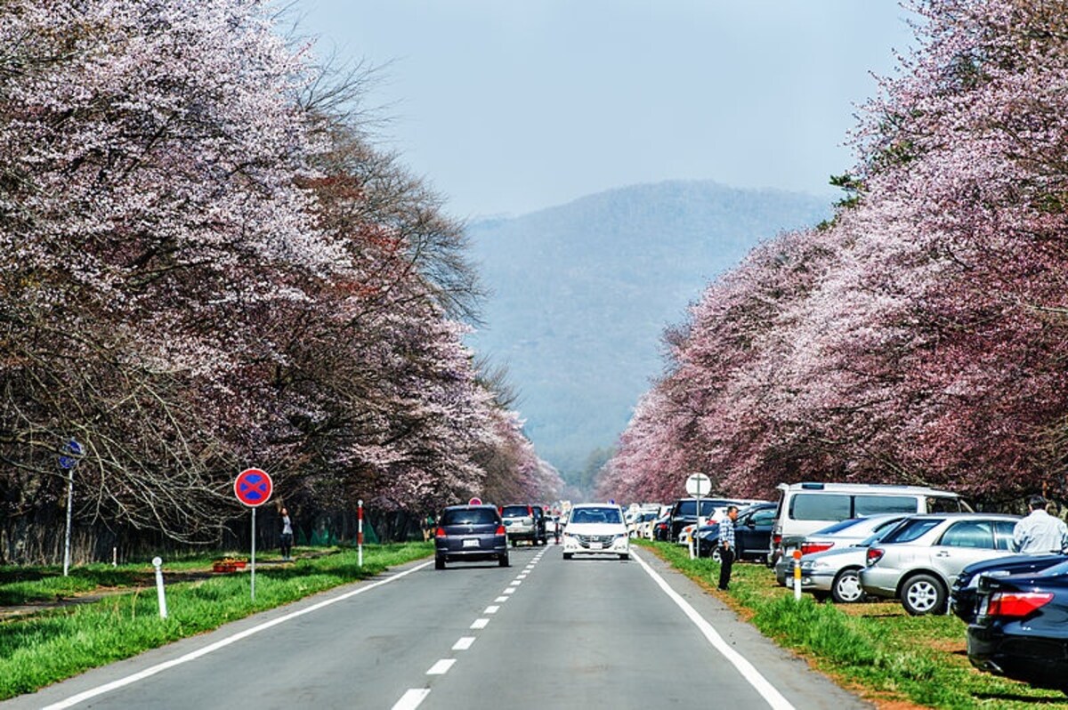 2 ถนนสายซากุระชิซึไน นิจุคเค็น (Shizunai Nijukken Road)