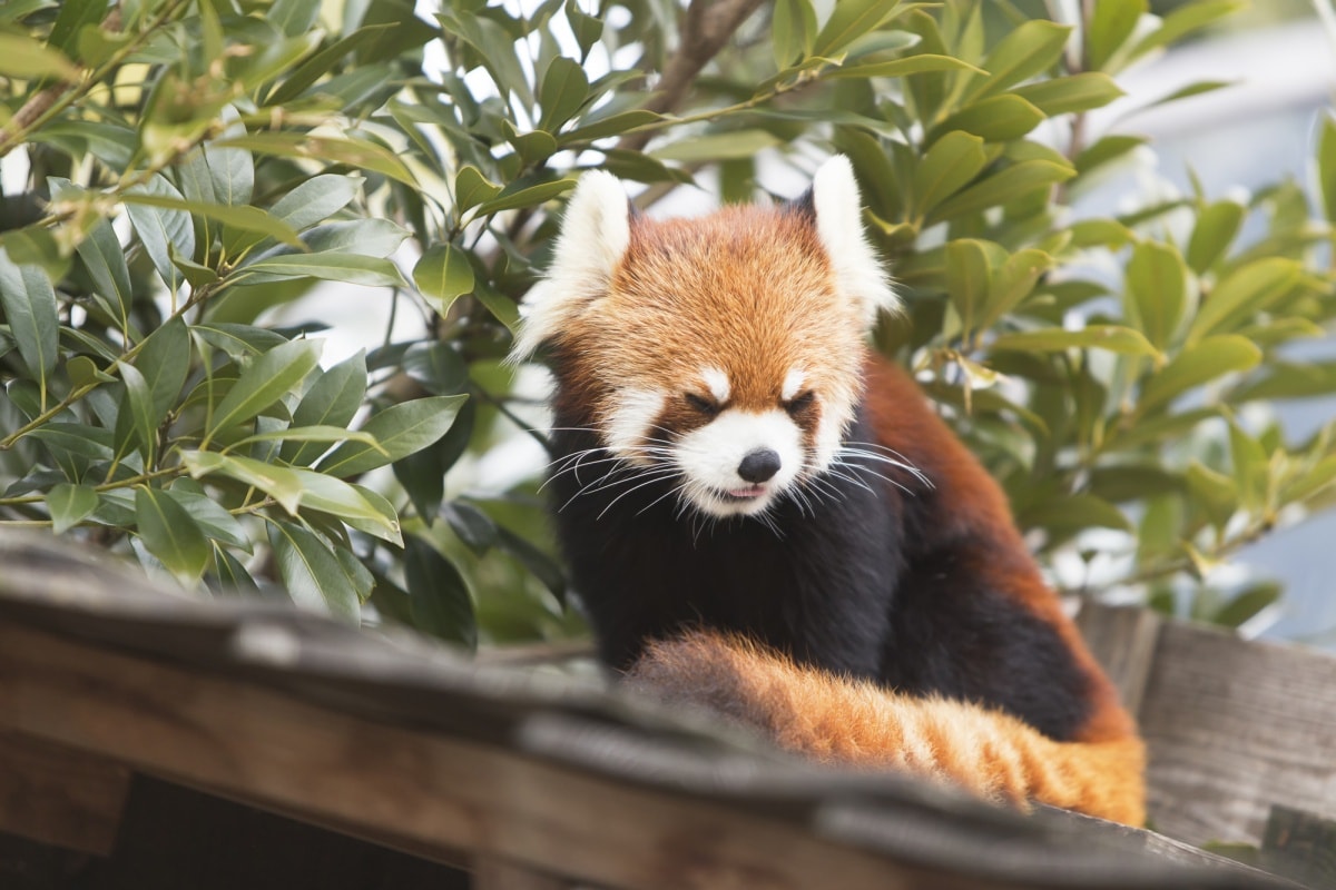 ดูแพนด้าแดงที่สวนสัตว์โอมุตะซิตี้ (Omuta city Zoo) - Fukuoka