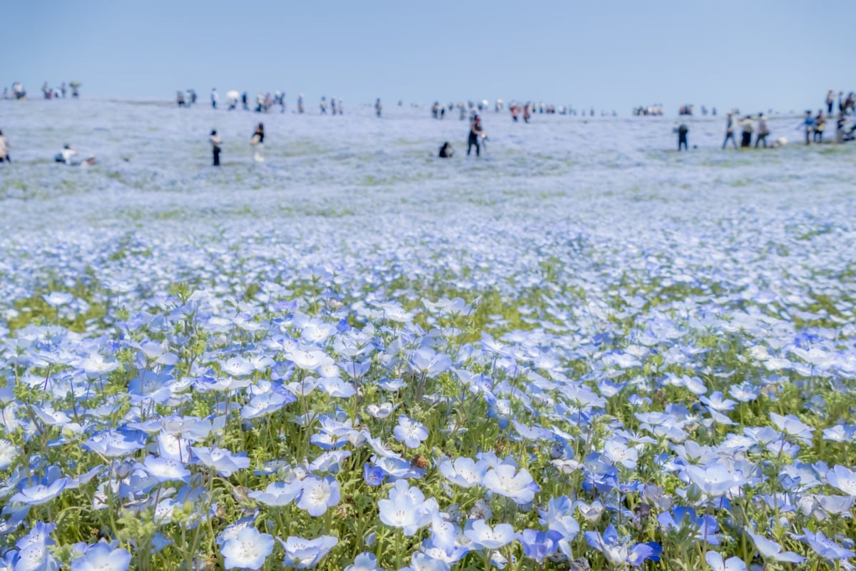 ชมดอกเนโมฟีลาที่ฮิตาชิ ซีไซด์ ปาร์ค(Hitachi Seaside Park) - ​Ibaraki