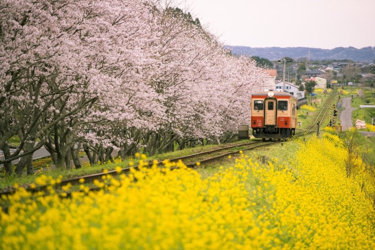 รับประทานอาหารหรือชมวิวบนรถไฟสายอิสุมิ (Isumi Railway) -​ Chiba