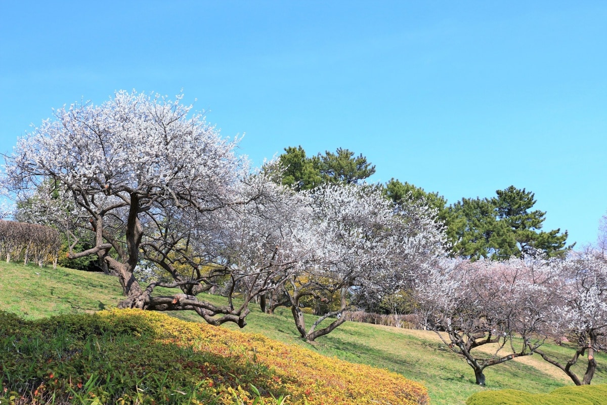 5. สวนสึสึจิกะโอกะ (Tsutsujigaoka Park)