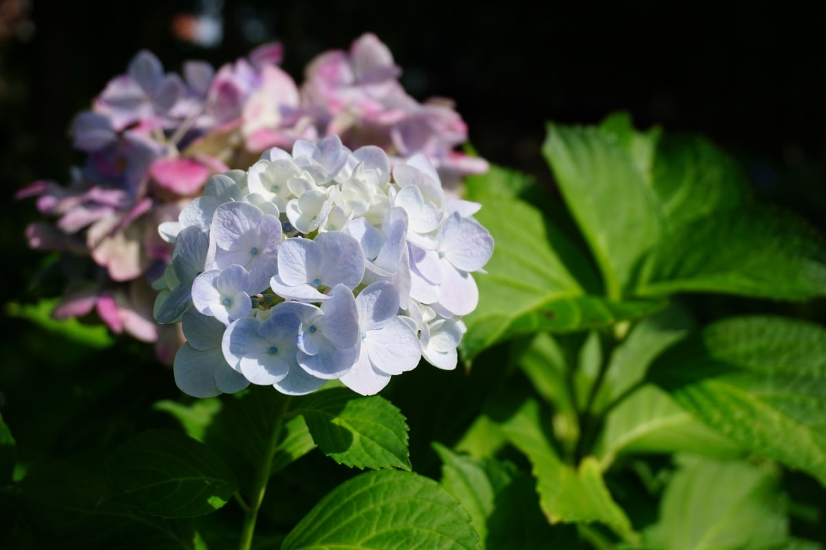 สวนพฤกษชาติปราสาทฮิโรซากิ - Hirosaki Castle Botanical Garden