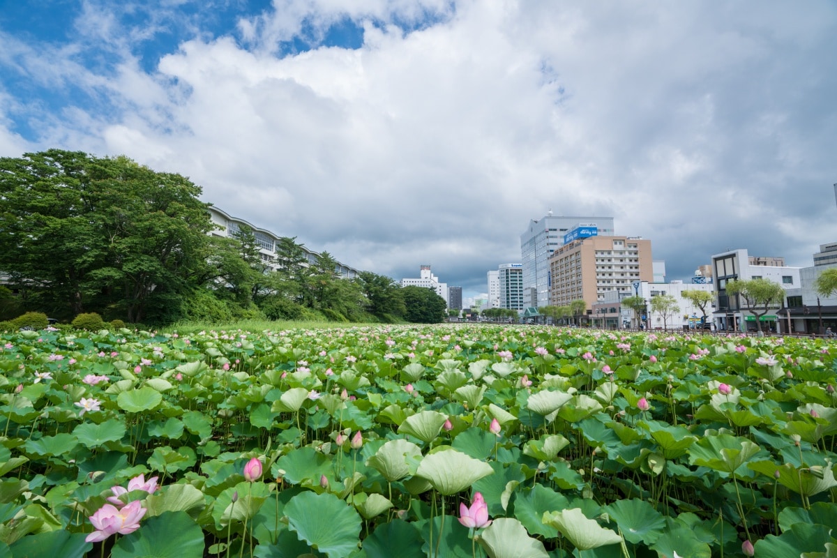 สวนสาธารณะเซ็นชู  (Senshukouen)