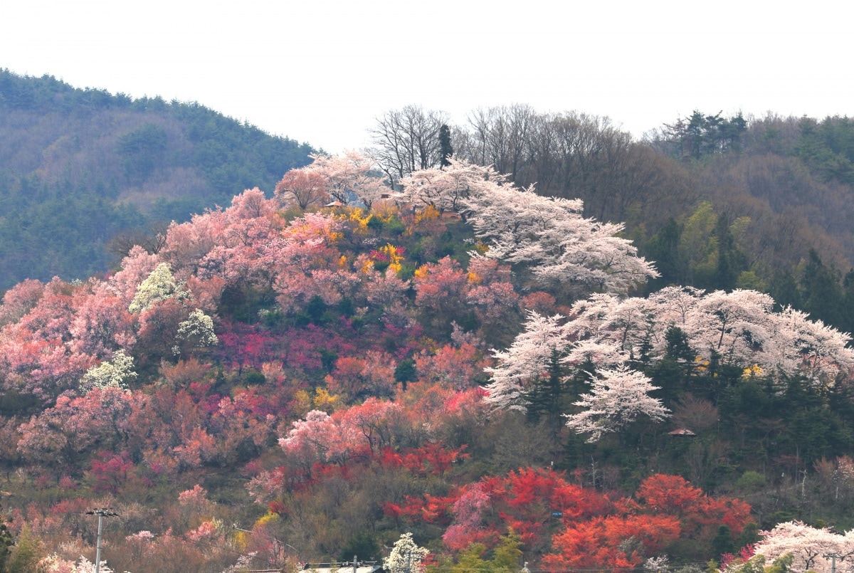 3. สวนฮานามิยามะ (Hanamiyama Park)