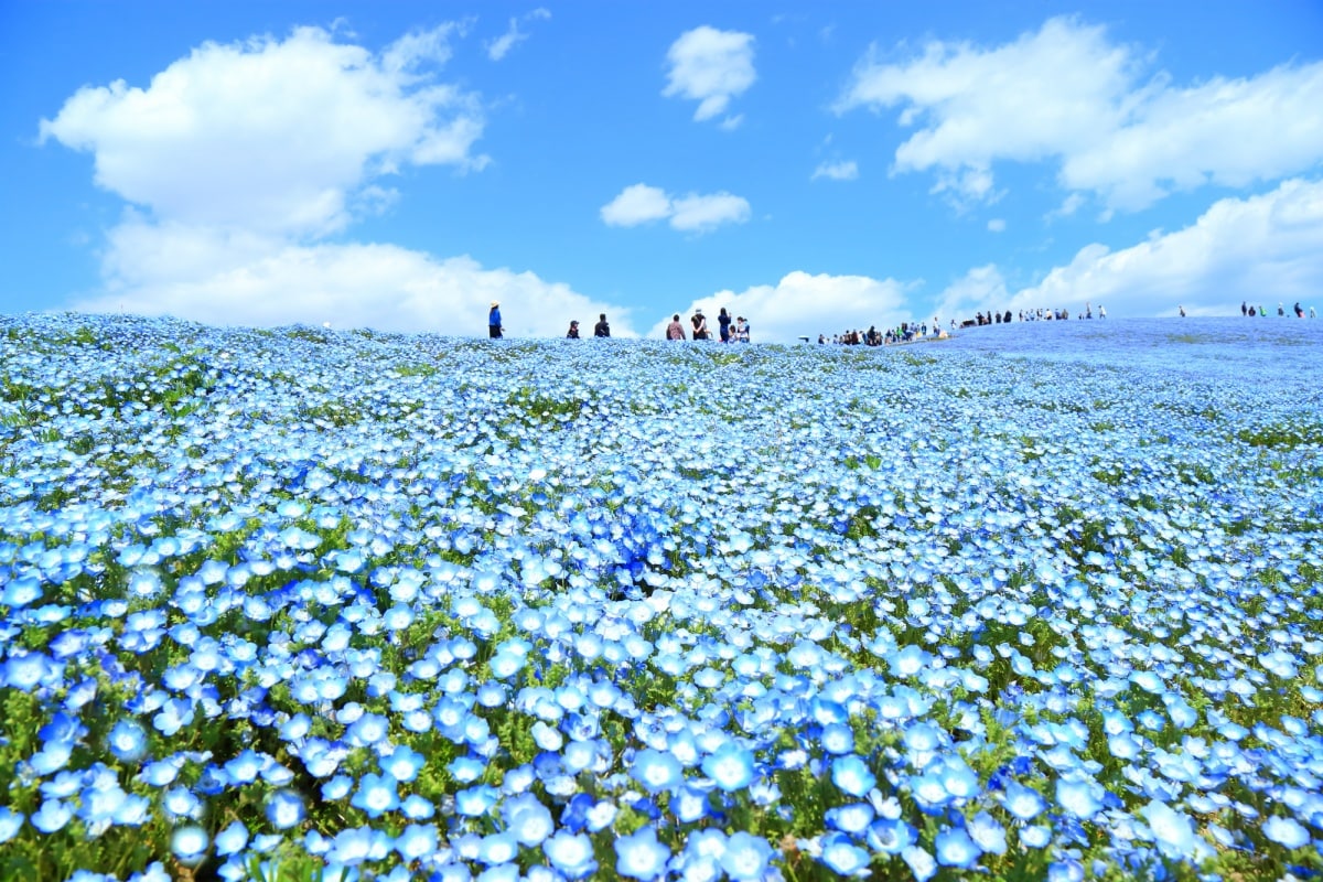 สวนฮิตาชิซีไซต์ปาร์ค (Hitachi Seaside Park)