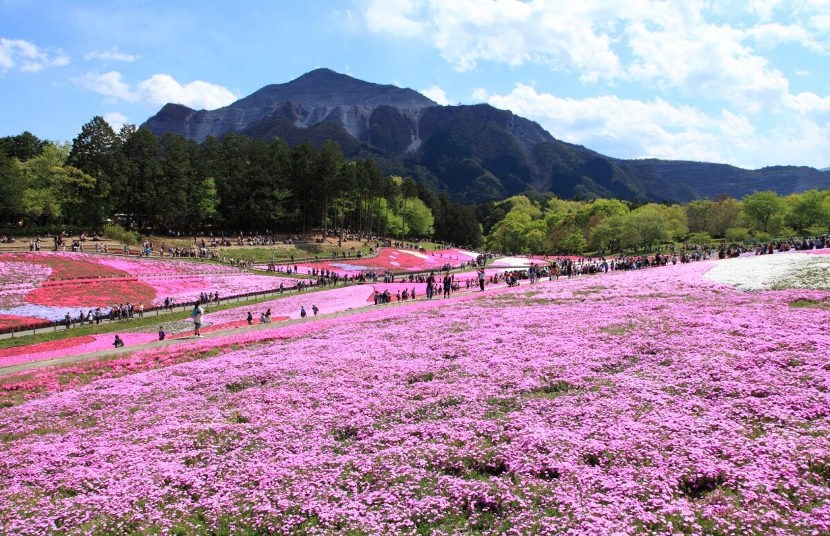 สวนฮิทสึจิยาม่า (Hitsujiyama Park)