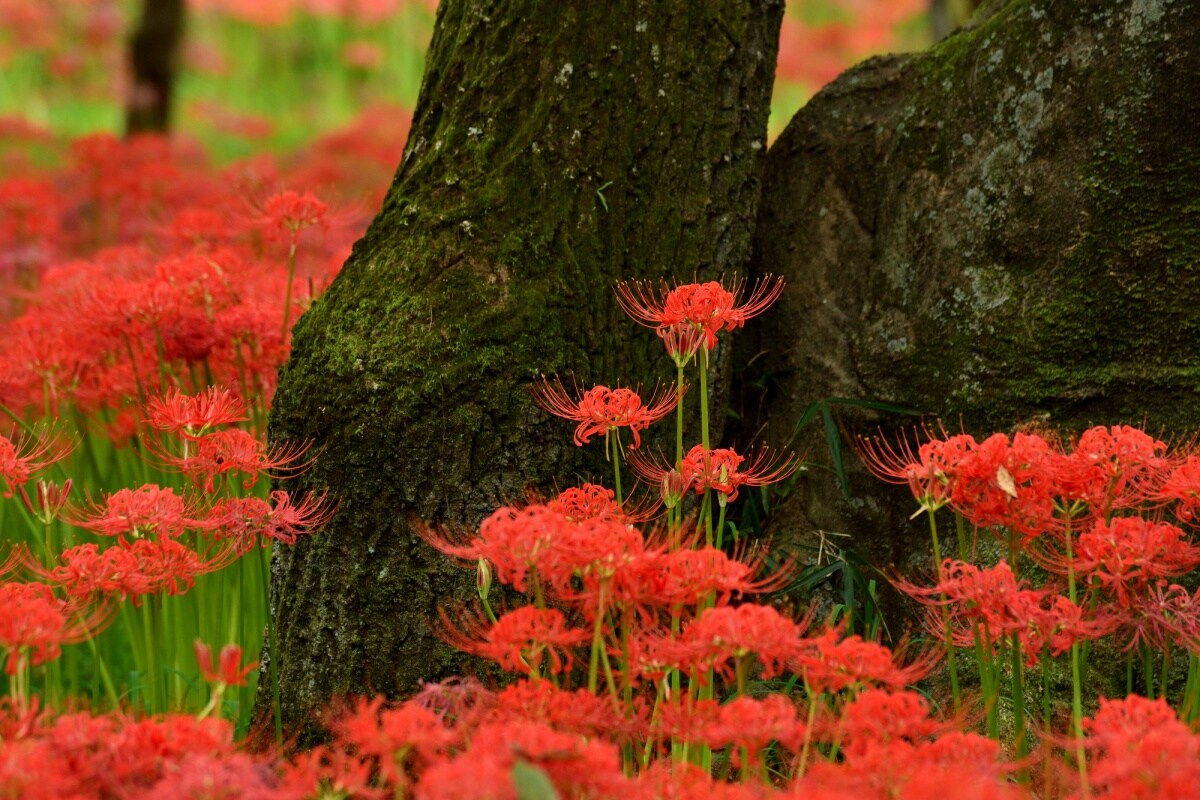 สวนคินจาคุดะ (Kinchakuda Higanbana Fields)