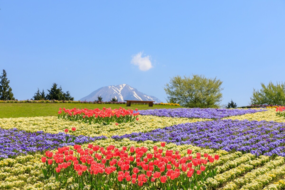 3. สวนดอกไม้ฮานะไคโระ (Tottori Hanakairo Flower Park)