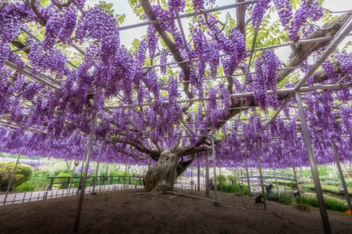 Whisk Yourself Away to a Land of Wisteria All About Japan