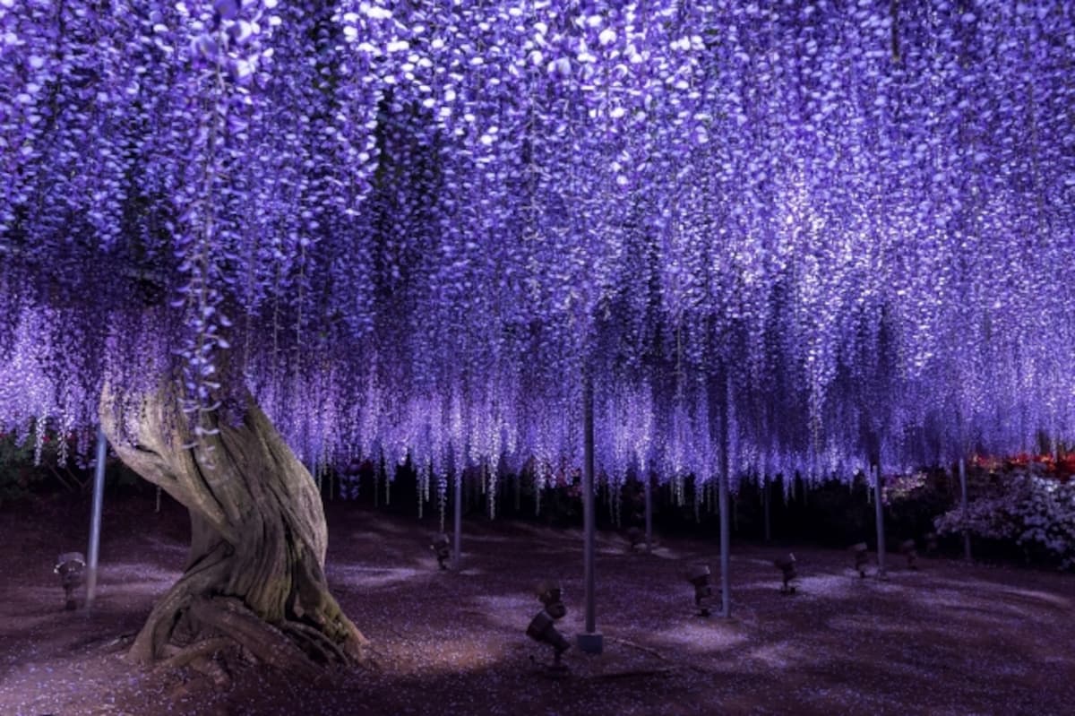Whisk Yourself Away to a Land of Wisteria All About Japan