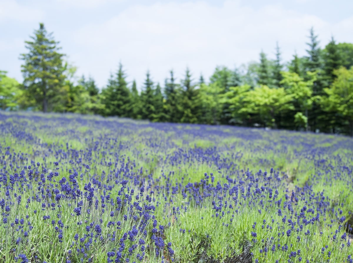 2 ทุ่งลาเวนเดอร์ มหาวิทยาลัยโทไก วิทยาเขตซัปโปโร (Lavender Fields, Tokai University)