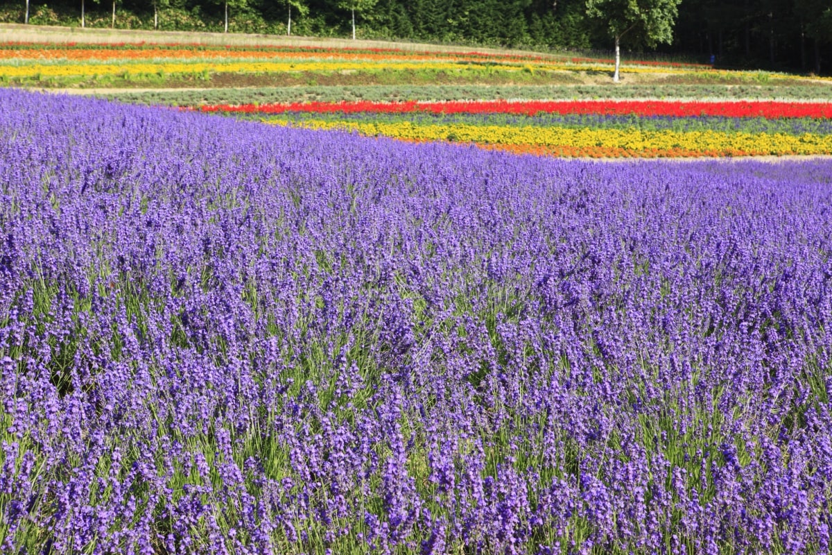 5 ทุ่งลาเวนเดอร์ไซกะ โนะ ซาโตะ (Saika no Sato Lavender Farm)