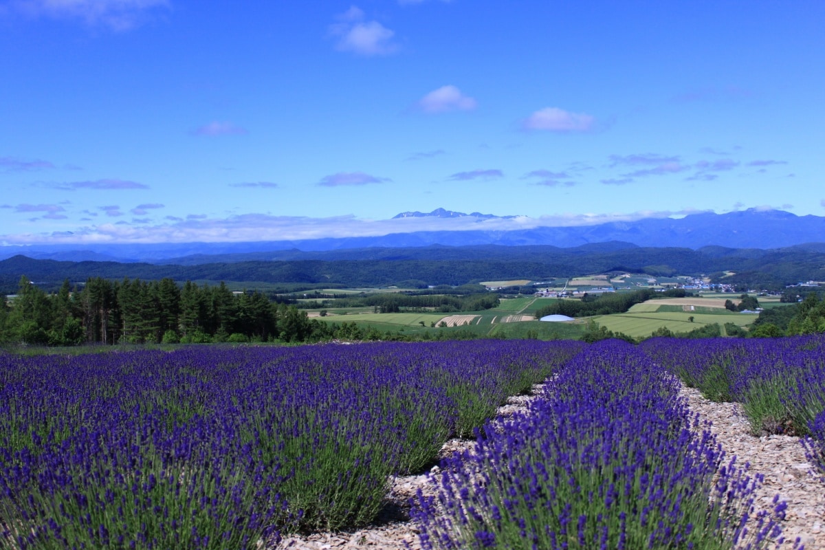 8 จุดชมวิวโรกุโงในสวนแยมฟุราโนะ (Rokugo Viewing Platform, Furano Jam Garden)