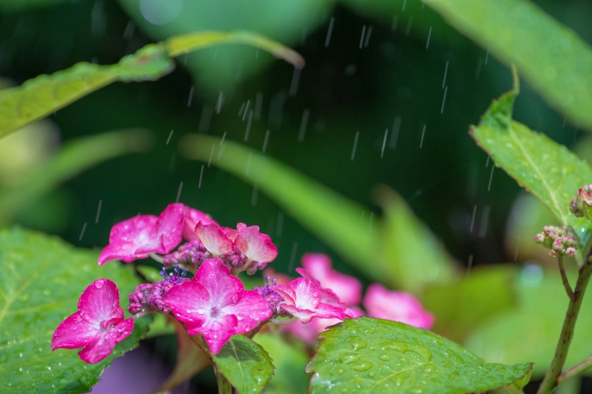 日本梅雨季限定 丟掉濕熱迎接繽紛的紫陽花 All About Japan